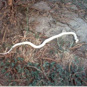 Albino striped Cal king