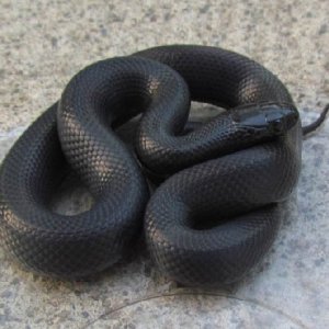 Mex black king