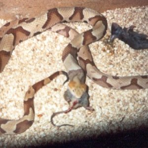 Southern Copperheads