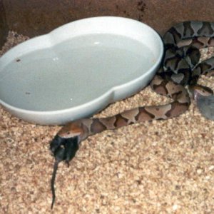 Southern Copperheads 2