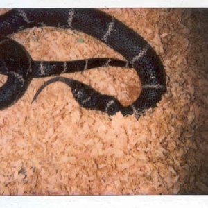 Eastern King Vs Southern Copperhead