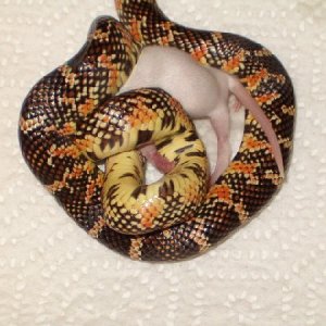 60444Red_flame_brooksi_having_lunch-med