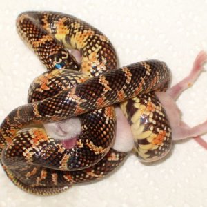 60444Red_flame_brooksi_having_lunch_2-med