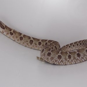 sid4