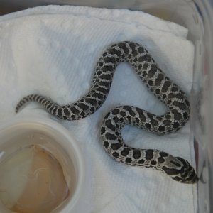 anery hognose