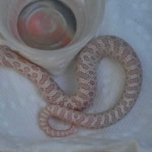 snow hognose