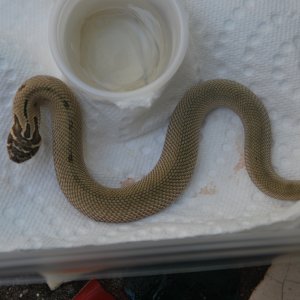 Super anaconda male -- sold