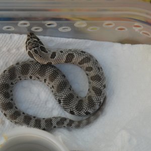 anery anaconda -- sold