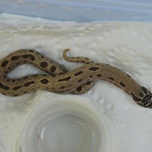 nice patterned anaconda ---  sold