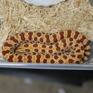 adult male "golden" hognose