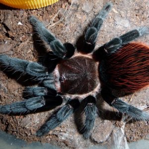 B. vagans juvenile