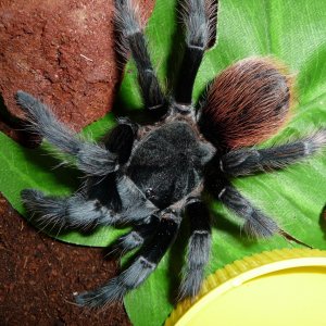 B. vagans sub-adult