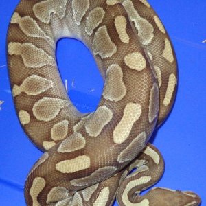 Proven female Butter Ball Python