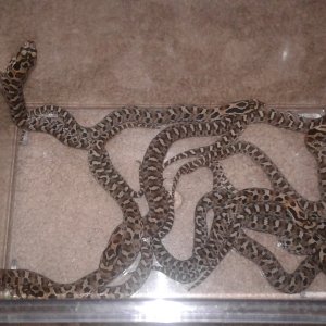 c.b. 2018 eastern hognose