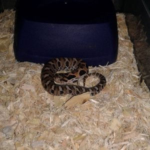 c.b. 2018 eastern hognose