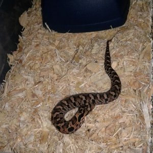 c.b. 2018 eastern hognose