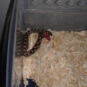 c.b. 2018 eastern hognose