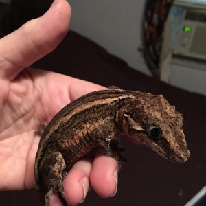 Hershey,gargoyle gecko