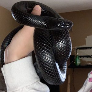 Adult Black mexican kingsnake 3 yrs old
