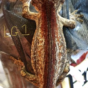 Gargoyle Gecko