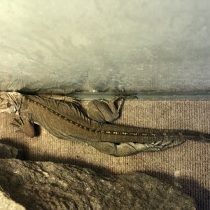 Rhino Iguanas