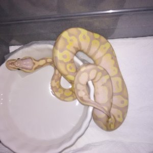 2019 Banana Calico Male