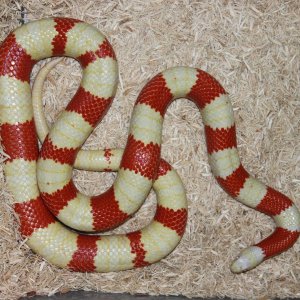 Nelsons-female