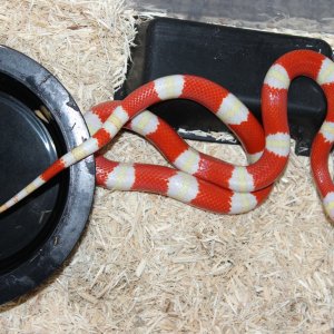 Nelsons-male