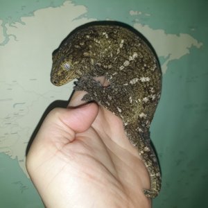 leachianus