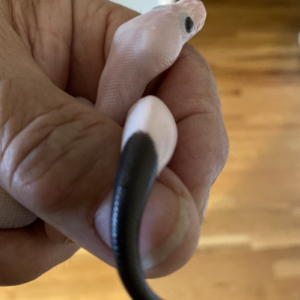 Panda Pied Super Black Pastel Project for Ball Python Lovers!