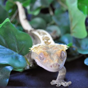 Male Harlequin SD