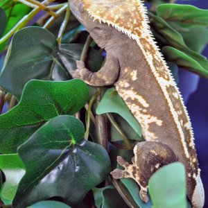 Male Harlequin SD