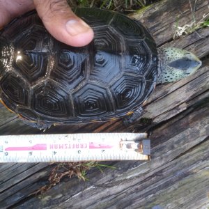 2.2 Adult diamondback terrapins, established long term animals, not proven 