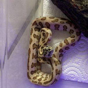 20/20Carmel/ low expression ocelot jags carpet pythons for sale