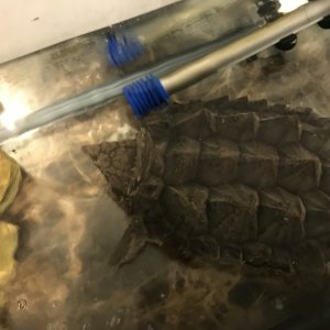 Alligator snapping turtle