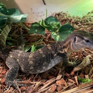 chico2