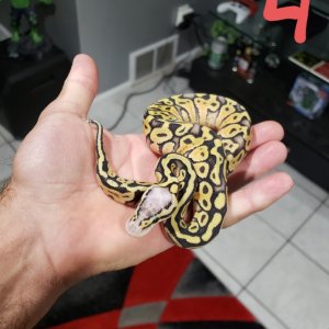 hatchlings