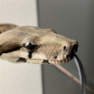 2020 Male Ghost Motley pos Jungle susan@voodoomagicboas.com