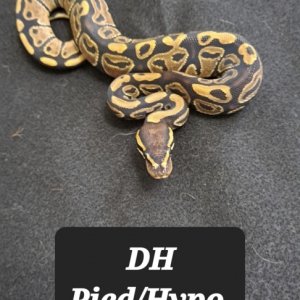 DH Pied/Hypo female