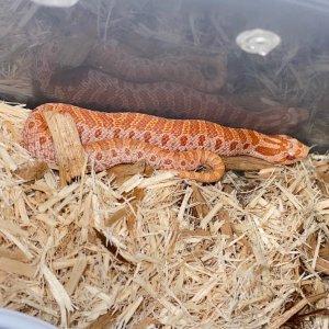 Albino Southern Hognose
