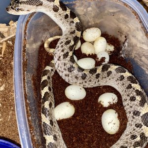 Possible het albino Southern Hognose with eggs