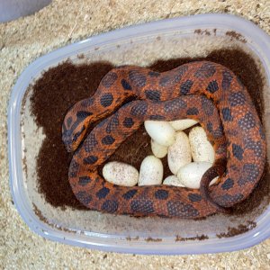 Eastern Hognose with eggs