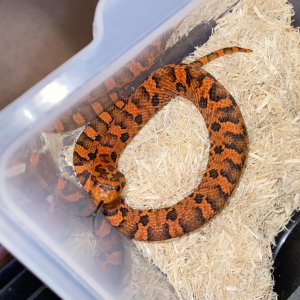 Eastern Hognose