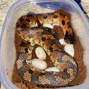 Eastern Hognose with eggs