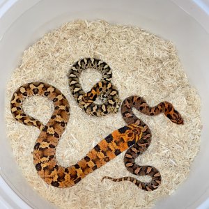 Sibling Eastern Hognose