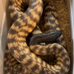 BHPF1