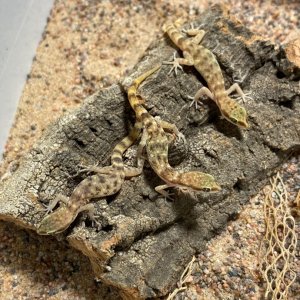 Tropiocolotes nattereri