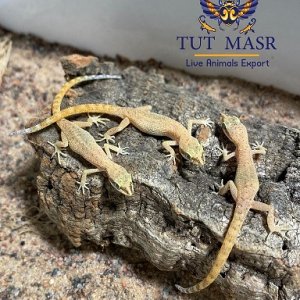 Tropiocolotes steudneri