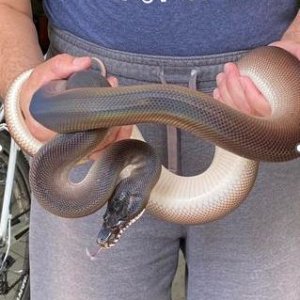 Tim_and_Whitelipped_Python