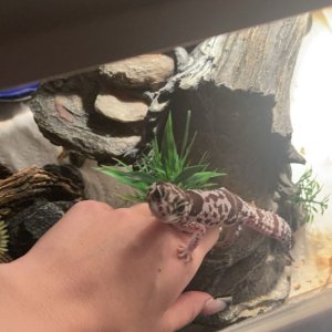 Oreo Fat Tailed Gecko